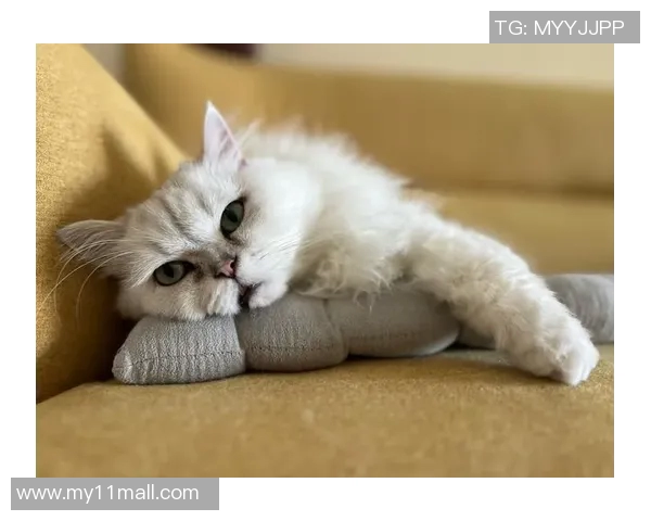 猫咪踢足球大赛精彩瞬间集锦让你捧腹大笑的明星视频合集